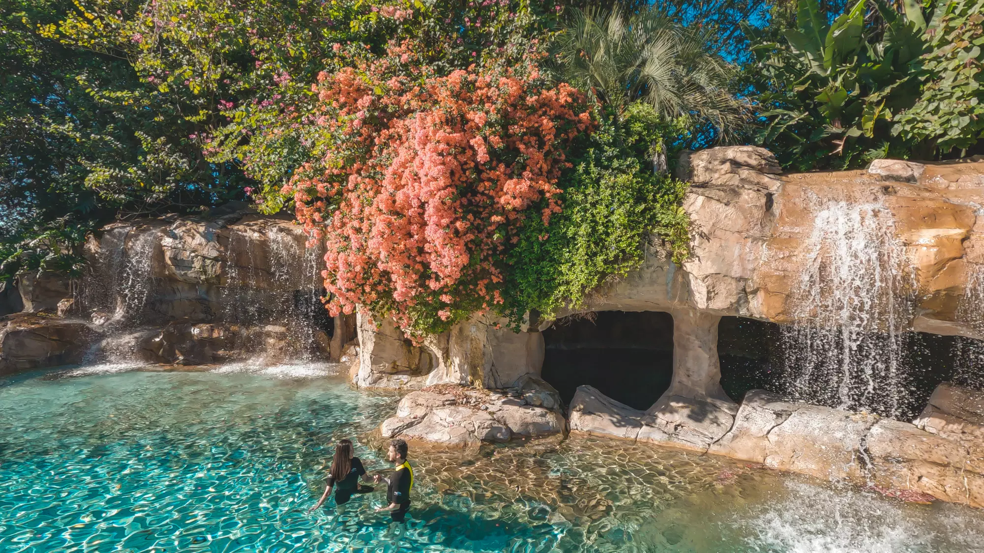 Experience Unforgettable Animal Encounters & All-Inclusive Luxury at Discovery Cove, Orlando's #1 Theme Park