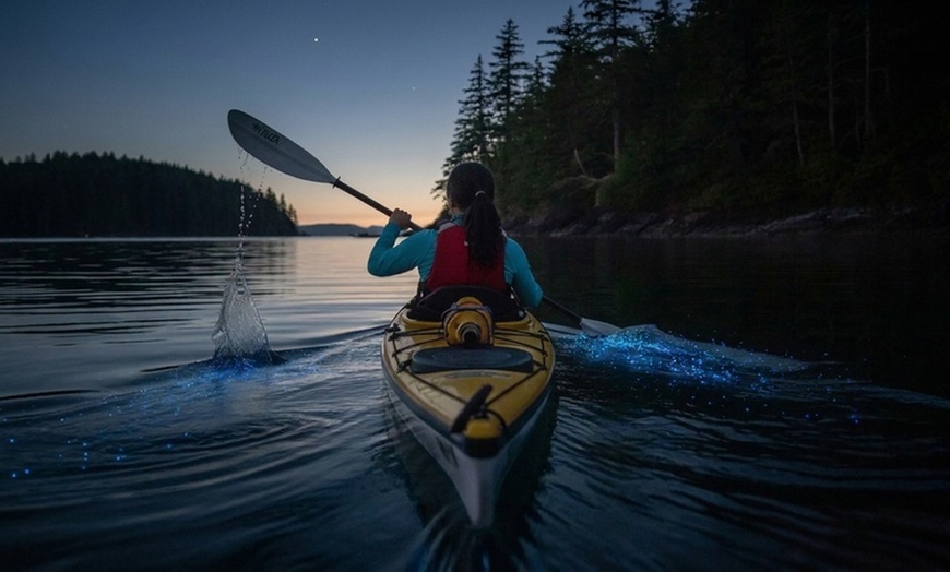 Image 2: Kayak Tours & Rentals: Bioluminescence and Whale Watching