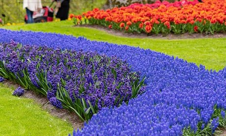 Groupon Unisex Blue Muscari Armeniacum 200 Bulbs