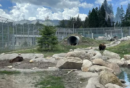 Big Bear Alpine Zoo