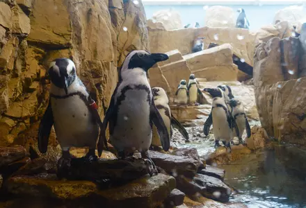 Audubon Aquarium