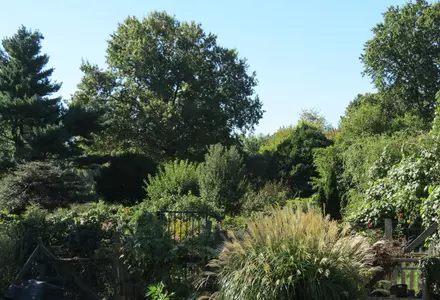 Fenway Victory Gardens