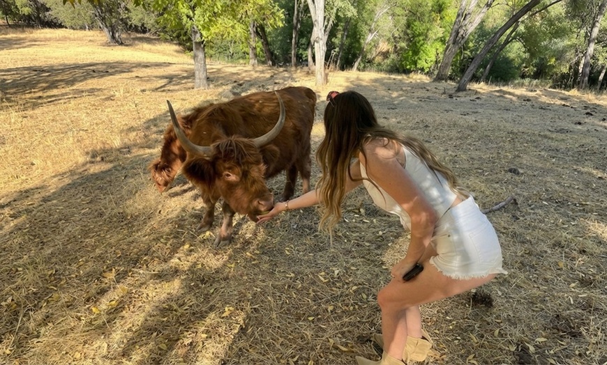 Image 2: Wine Tasting or Tour, Featuring Highland Cattle Encounter