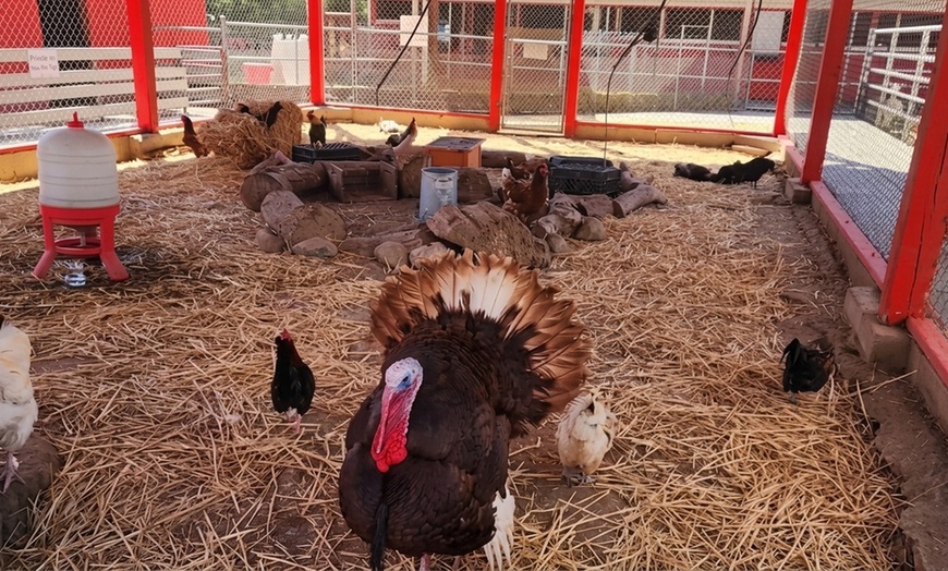 Image 6: Petting Zoo Admission Deals & Discounts