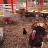 Image 6: Petting Zoo Admission Deals & Discounts