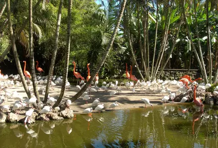 Flamingo Gardens