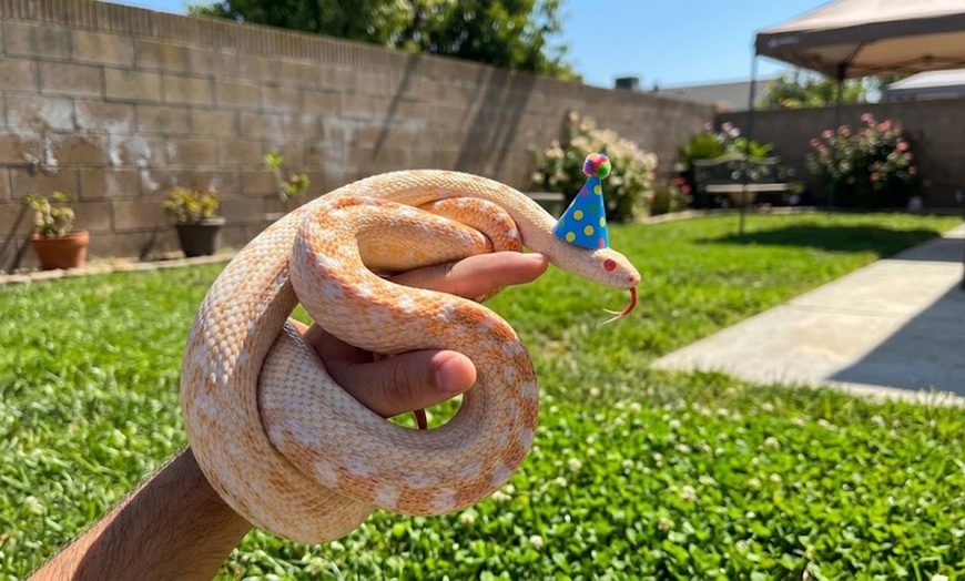 Image 3: Mobile Reptile Party for All Ages in Los Angeles