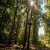 Image 4: Treetop Quest Philly - Aerial Adventure & Ziplines for upto Six People