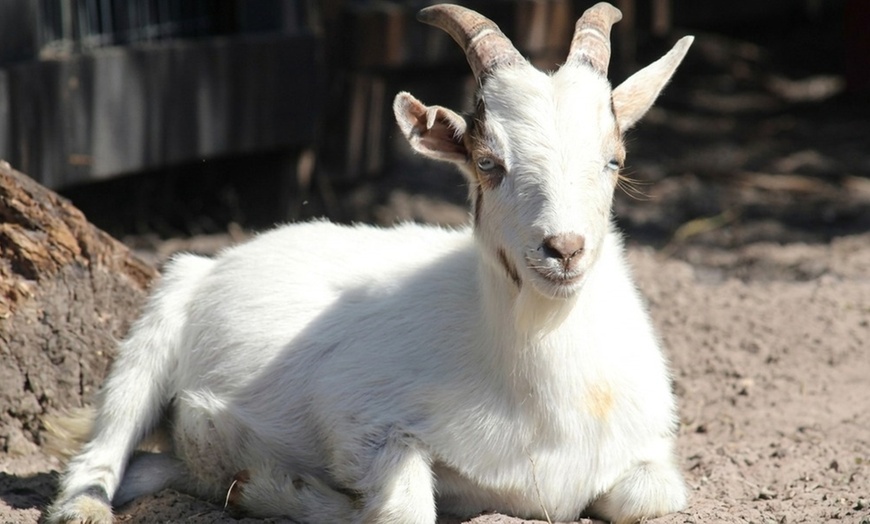 Image 5: Mini Golf & Petting Zoo: Play, Cuddle, & Create Memories