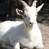 Image 5: Mini Golf & Petting Zoo: Play, Cuddle, & Create Memories