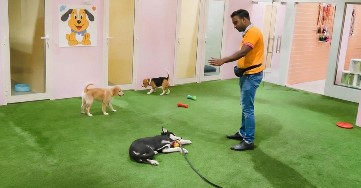 Pet Full Grooming Packages For Cats And Dogs Pet Full Grooming Packages For Cats And Dogs