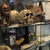Image 1: Explore Oddities at the Museum with Admission for 3, 4, 5, or 6