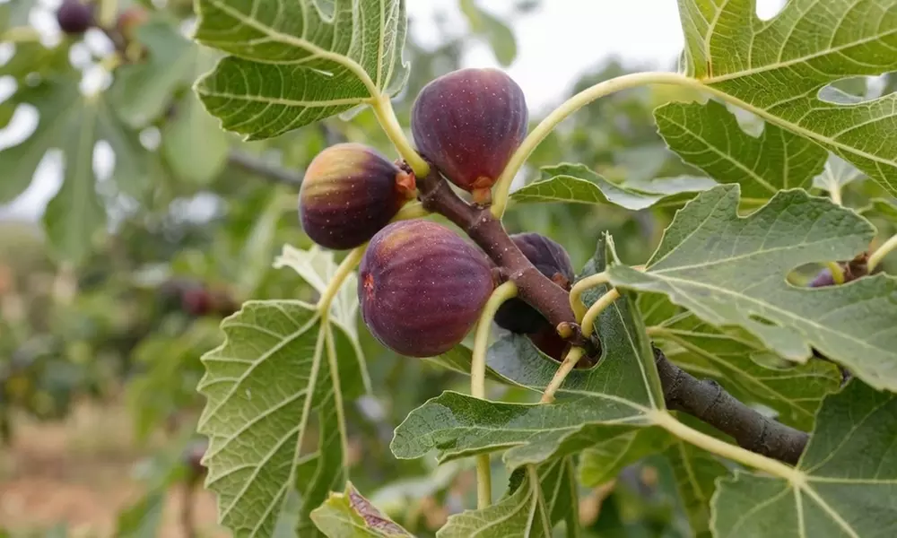 Lot de 3 figuiers bio (Ficus carica)