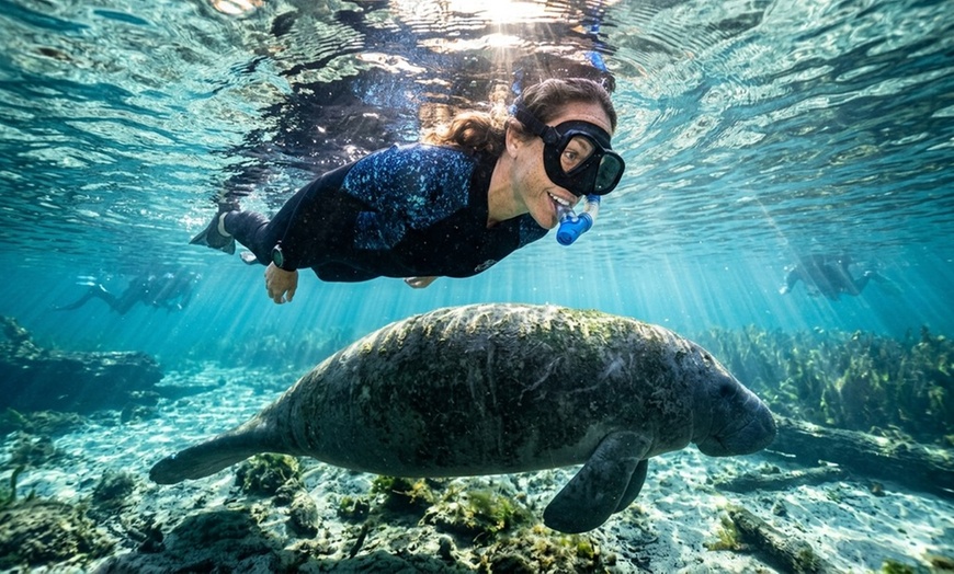Image 2: The Magic of Manatees With a Guided Manatee-Snorkeling Tour 