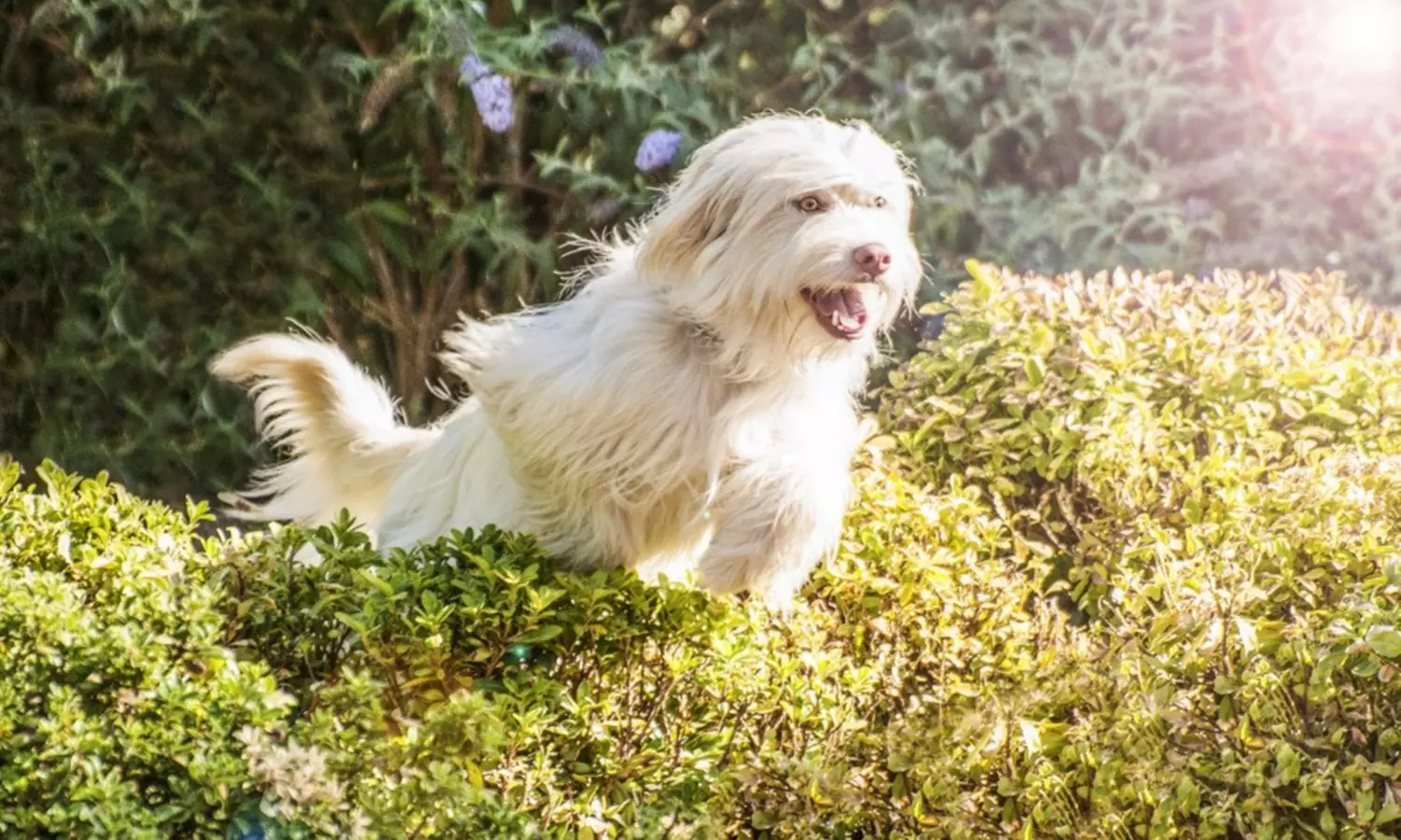 Sesión de estudio, exteriores o domicilio para 1 mascota con CD
