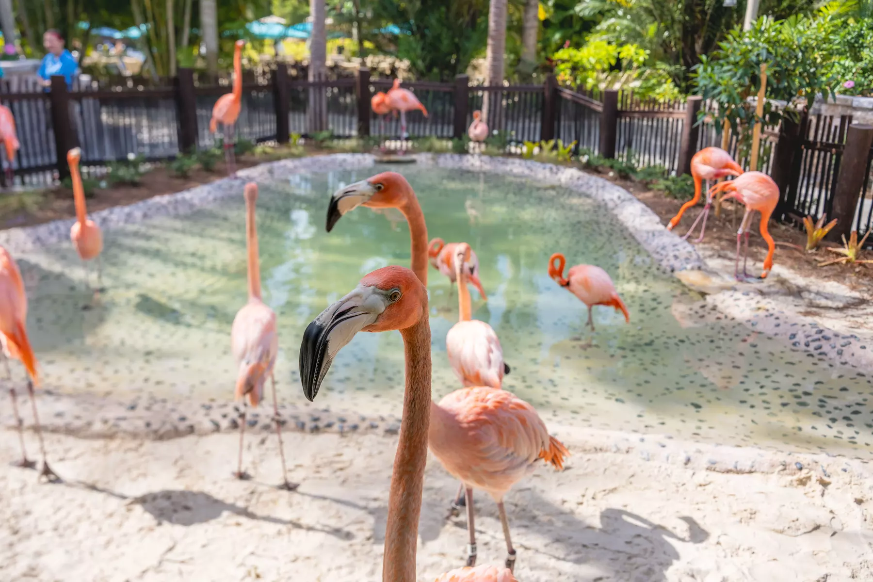 Experience Unforgettable Animal Encounters & All-Inclusive Luxury at Discovery Cove, Orlando's #1 Theme Park