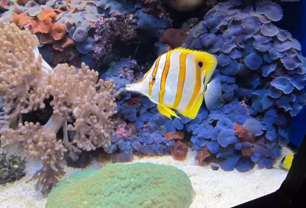 Waikīkī Aquarium
