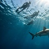 Image 6: Cageless Shark Snorkeling – Oahu's North Shore, Hawaii