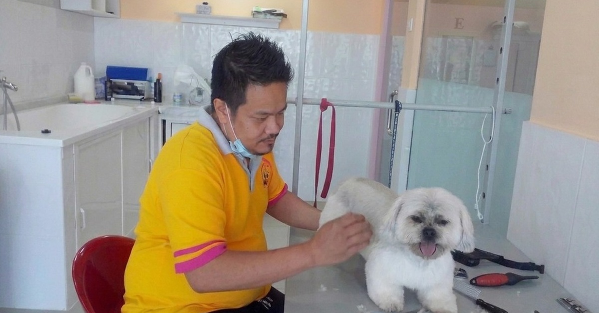 Pet Full Grooming Packages For Cats And Dogs Pet Full Grooming Packages For Cats And Dogs