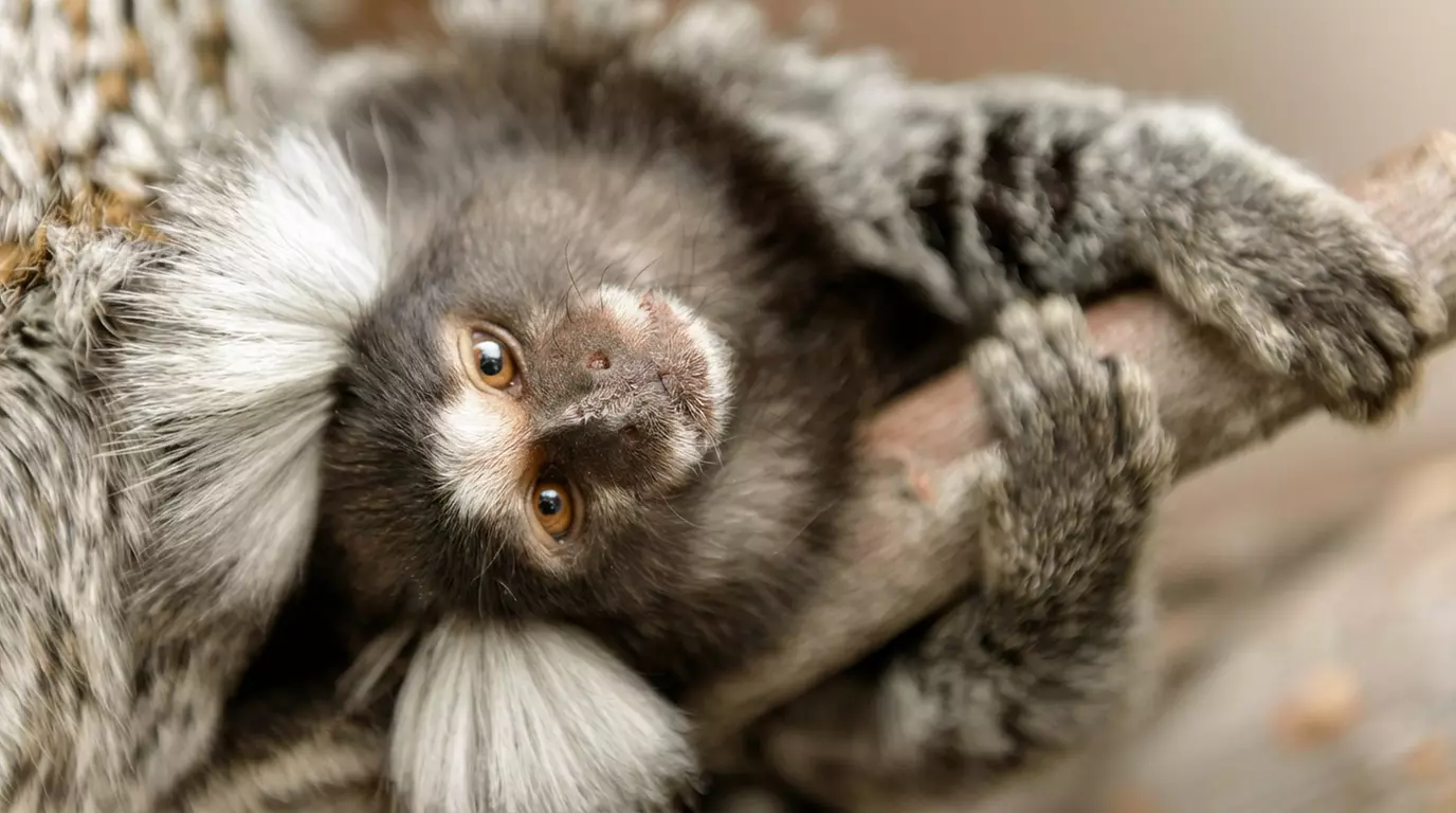 Découvrez plus de 300 animaux au zoo de Maubeuge