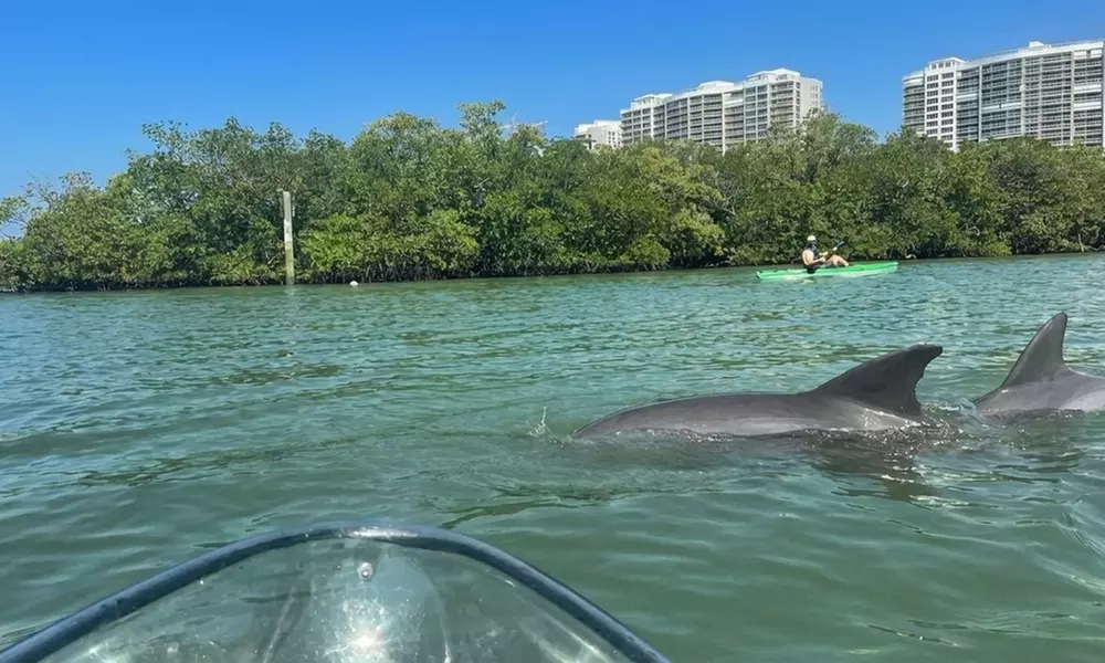 Experience Navarre's Waters with a Guided Dolphin Watching or Sunset Glow Kayak Tour