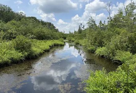 Tannersville Cranberry Bog