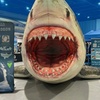 Image 1: SharkCon Admission Tickets