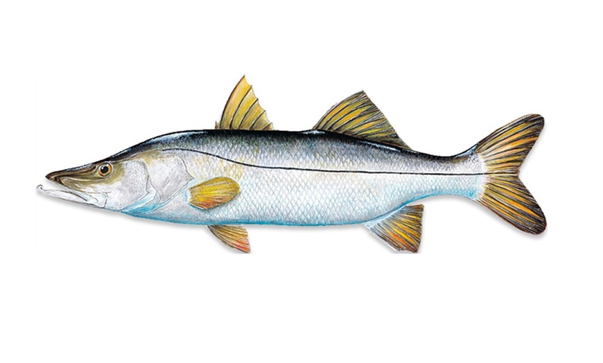 Image 4: Experience Four Hour Fishing Charter Session for Three People