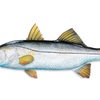 Image 4: Experience Four Hour Fishing Charter Session for Three People