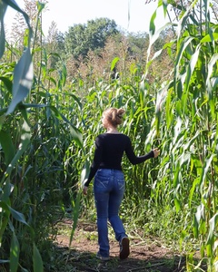 Corn Maze Ticket and Hayride for One - Ward's Berry Farm