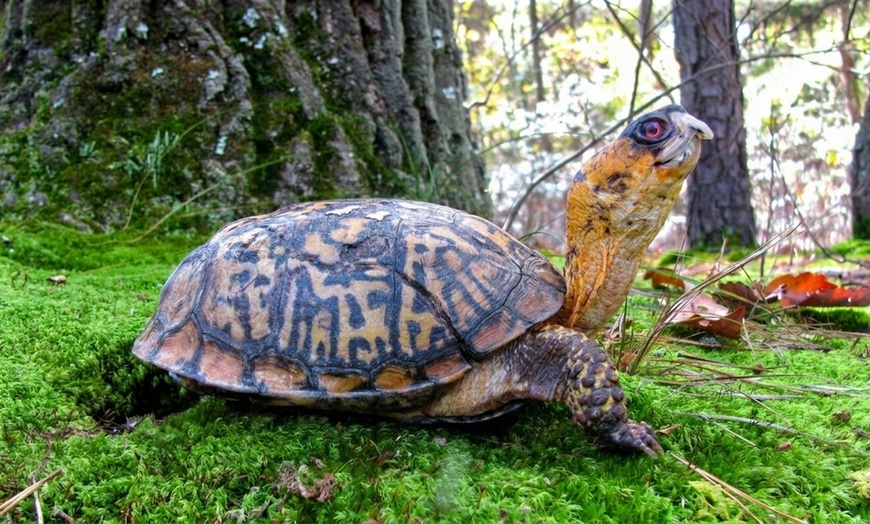 Image 4: Explore Wildlife and Nature Trails at Cedar Run Refuge