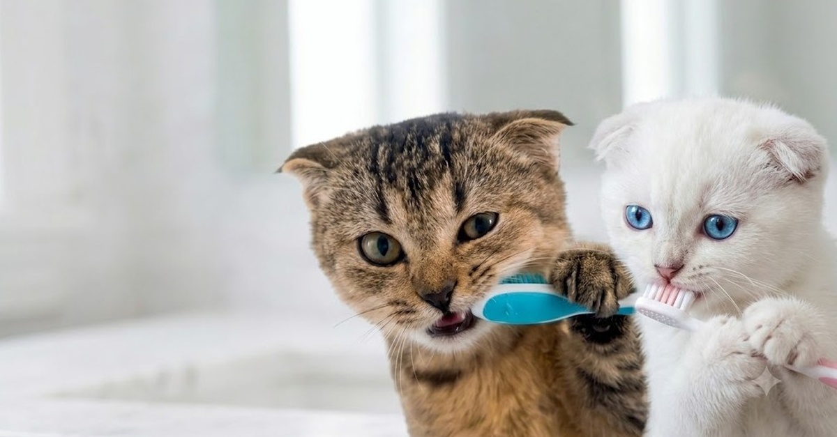 Servicio de limpieza bucal para gatos en Madrid