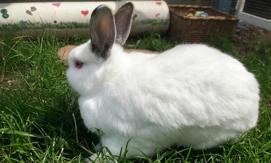 Image 2: Petting Zoo Deals & Discounts at Lakewood Barnyard Buddies