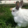 Image 2: Petting Zoo Deals & Discounts at Lakewood Barnyard Buddies