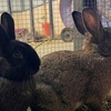 Image 4: Mini Golf & Petting Zoo: Play, Cuddle, & Create Memories