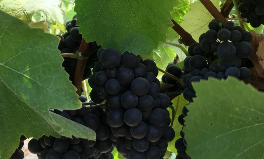 Image 4: Wine Tasting for Groups with Credit Towards Bottles