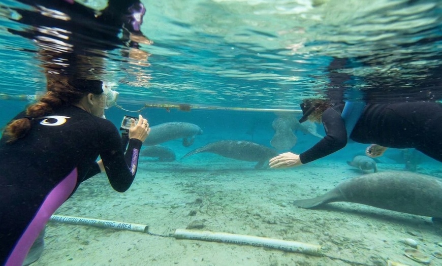 Image 5: Private VIP Manatee Encounters in Crystal River
