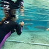 Image 5: Private VIP Manatee Encounters in Crystal River