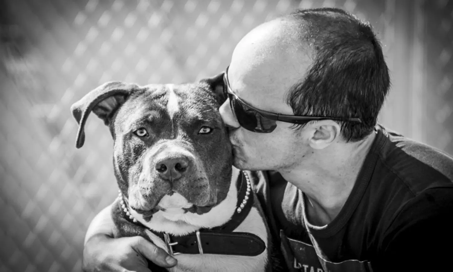 Sesión de estudio, exteriores o domicilio para 1 mascota con CD