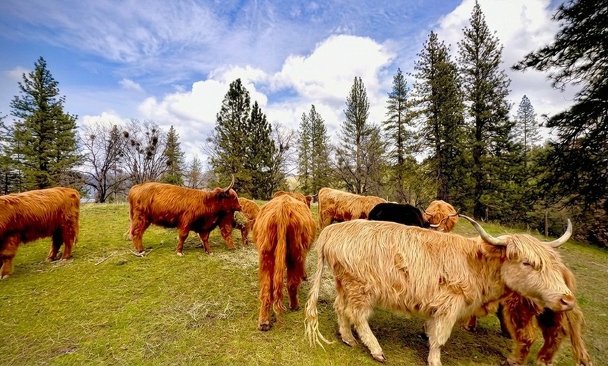 Image 3: Wine Tasting or Tour, Featuring Highland Cattle Encounter