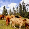 Image 3: Wine Tasting or Tour, Featuring Highland Cattle Encounter