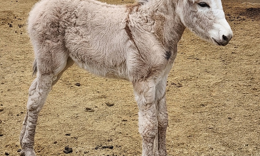 Image 13: Petting Zoo Admission Deals & Discounts
