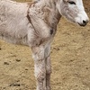 Image 13: Petting Zoo Admission Deals & Discounts