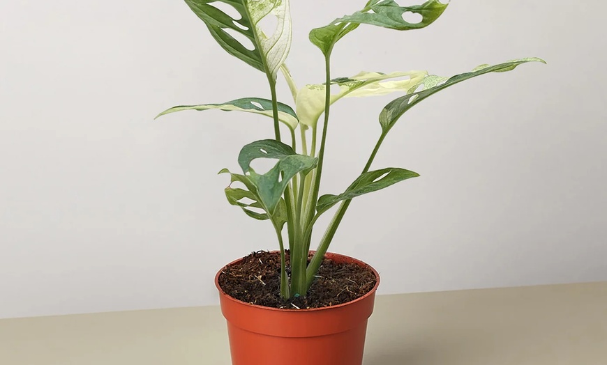 Image 16: Rare Live Plants by House Plant Shop | Monstera, Philodendron & More