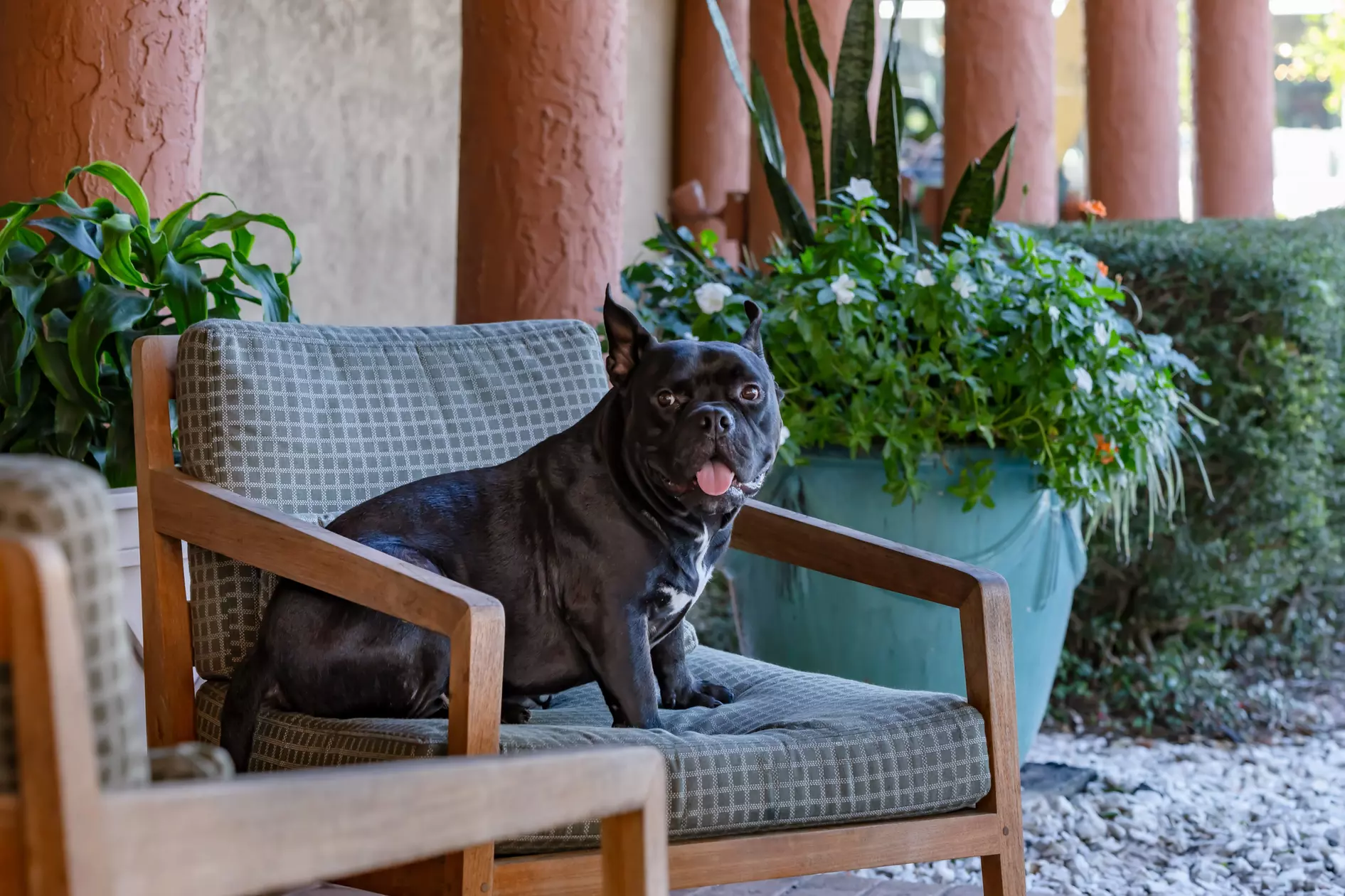 Pet-friendly rooms