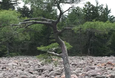 Hickory Run State Park (Boulder Field)