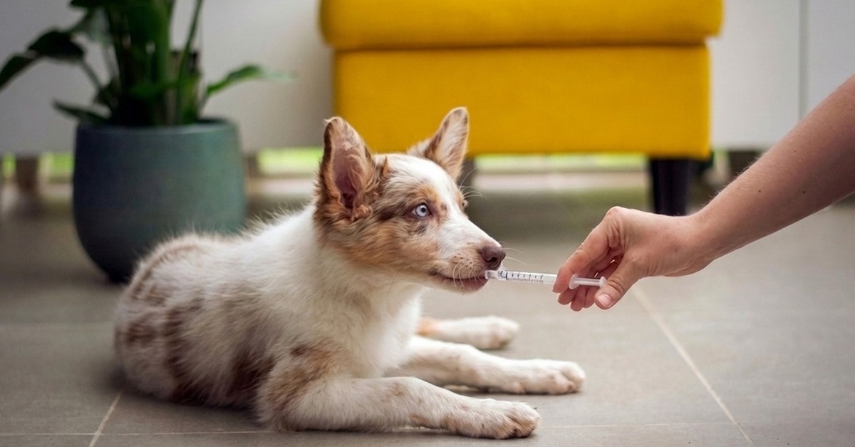 Revisión veterinaria y vacunación para perros y gatos en Barcelona