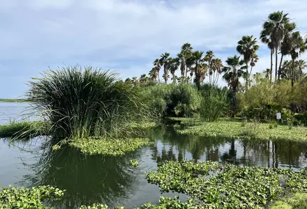 Estero San José (San José Estuary)