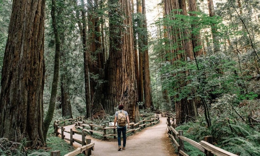 Image 2: Small-Group Muir Woods & Sausalito Tour – Iconic Views & Coastal Charm
