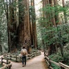 Image 2: Small-Group Muir Woods & Sausalito Tour – Iconic Views & Coastal Charm